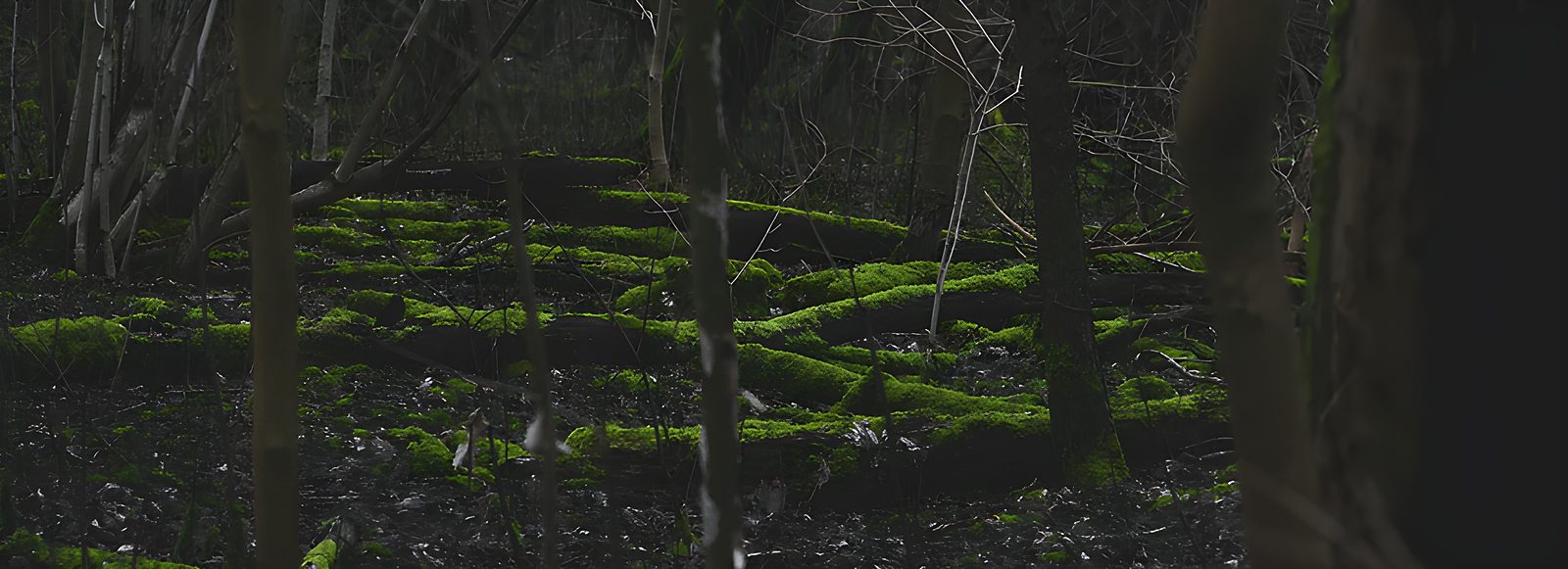 Moosbewachsene Baumstämme im Wald